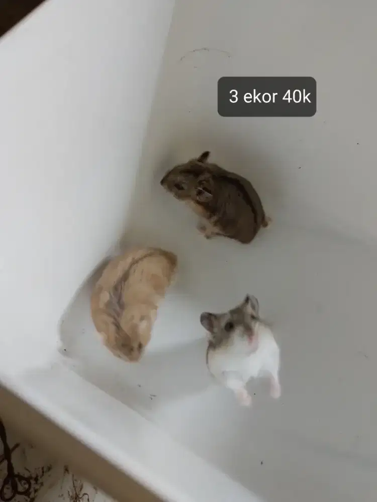 Hamster campbel polos 3 ekor 40k