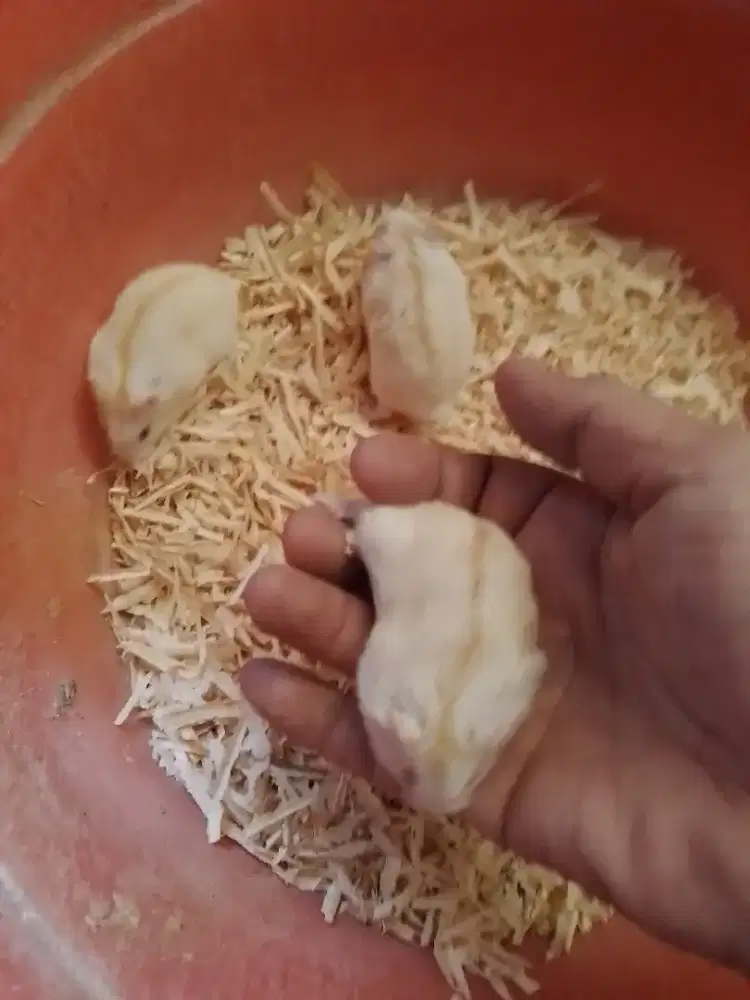 Hamster golden sepasang 45k