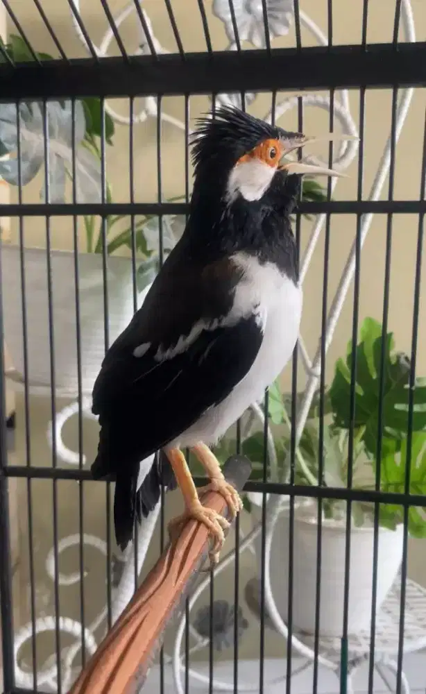 Jalak suren gacor nyatpam