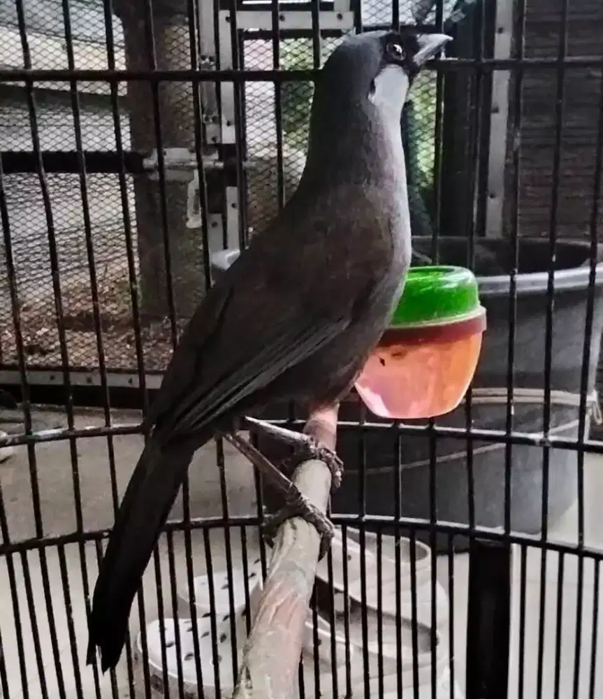 Poksay hongkong jantan mapan