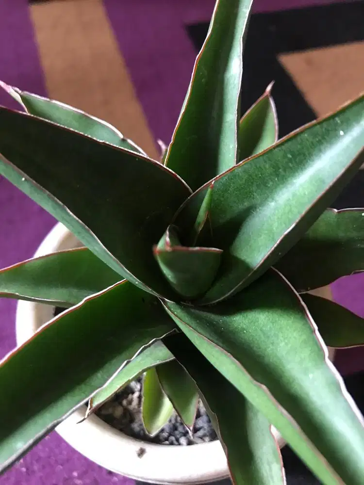 tanaman hias sansiviera