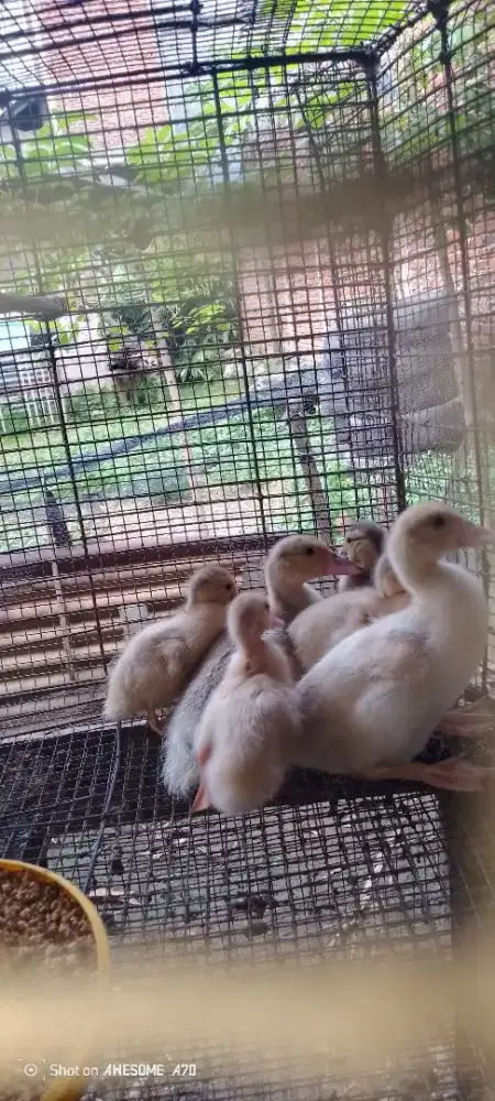 6 Anak entok rambon silangan