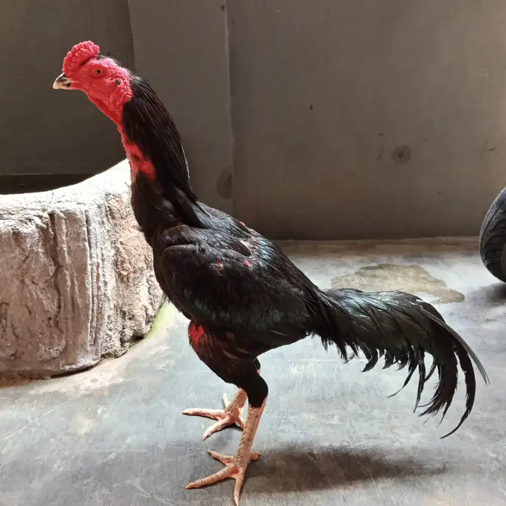 Ayam Bangkok win 4x kondisi sekarang mabung pertama