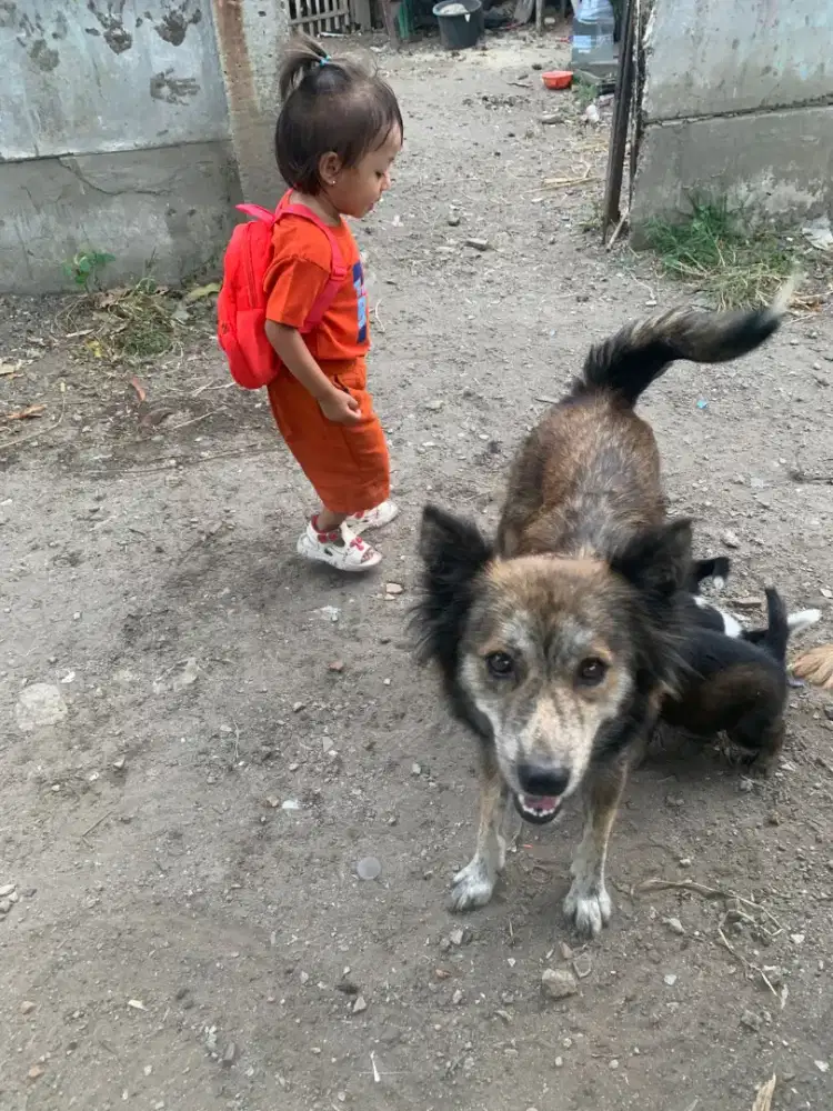 DiJUAL ANAK ANJING KINTAMANI