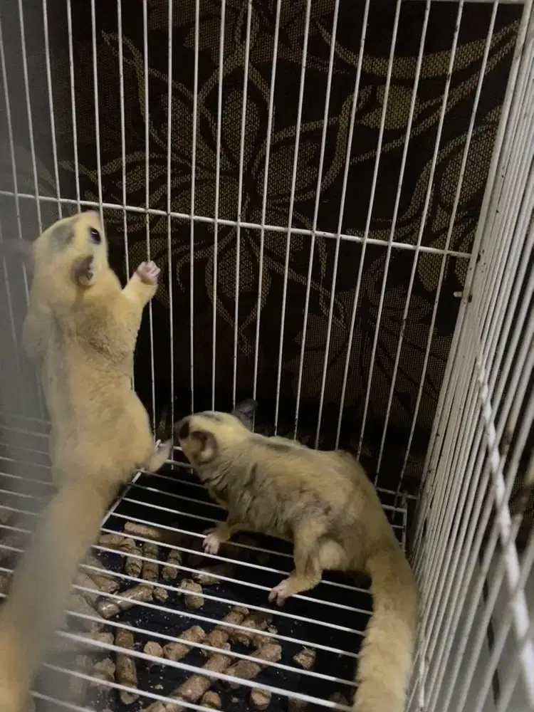 sugar glider sepasang