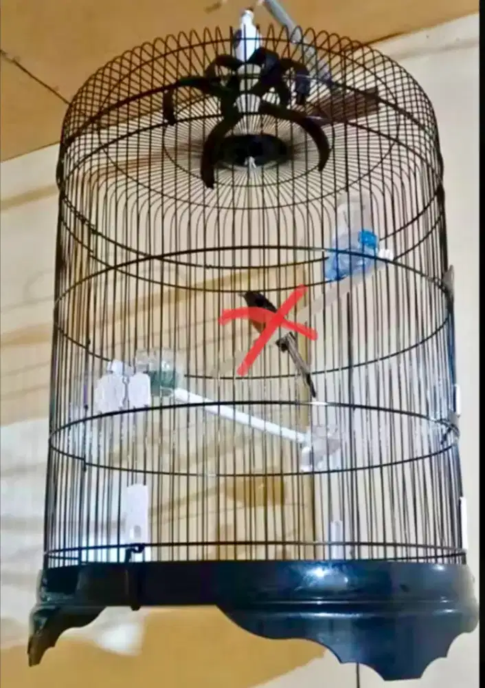 Kandang besi murai no 2 uk 58cm