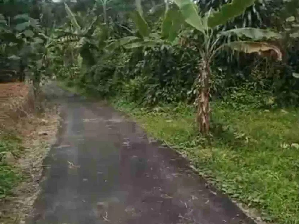 Kebun 1400 m2 110rb/m2 Sanca Ciater Subang