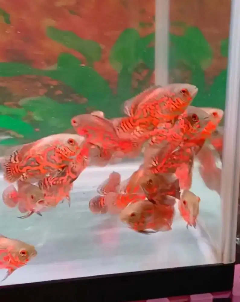 9 ekor ikan oscar red tiger murah
