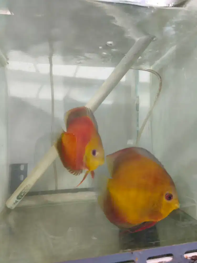 Jual ikan discus pair
