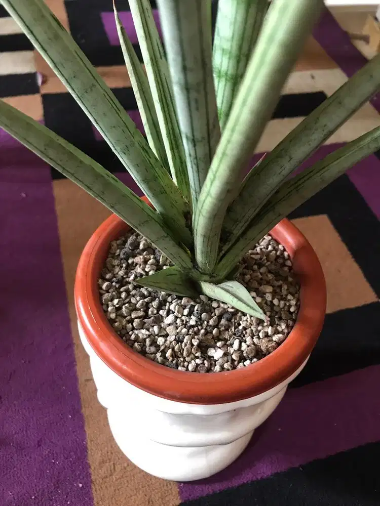 tanaman hias sansiviera