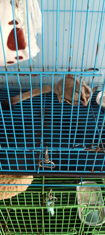 Sugar glider usia 8 bulan