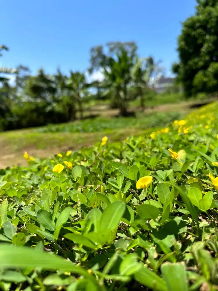 DIjual Vila asri dengan 5 buah kolam ikan tempat healing...yok gass