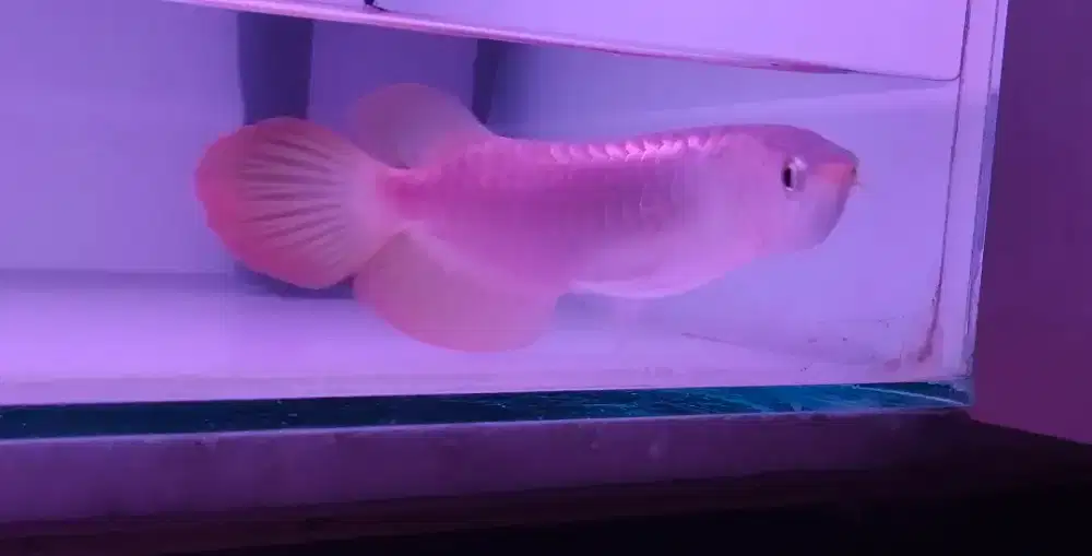 Arwana Arowana super red ekor lebar -+25cm