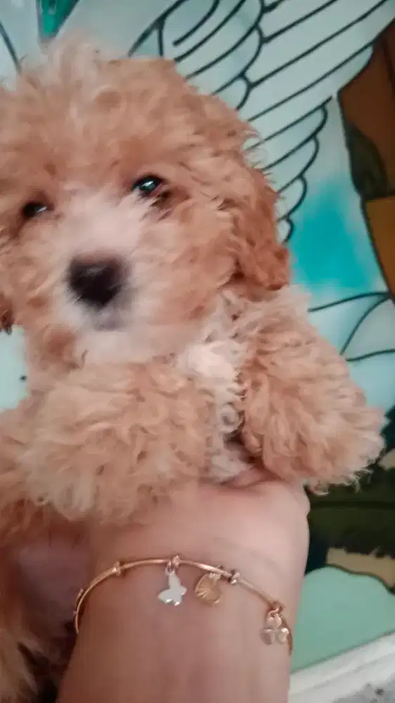 Toy Poodle Betina