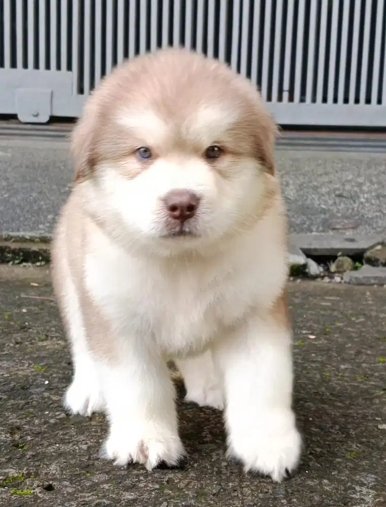 Alaskan malamute puppy jantan & betina stambum