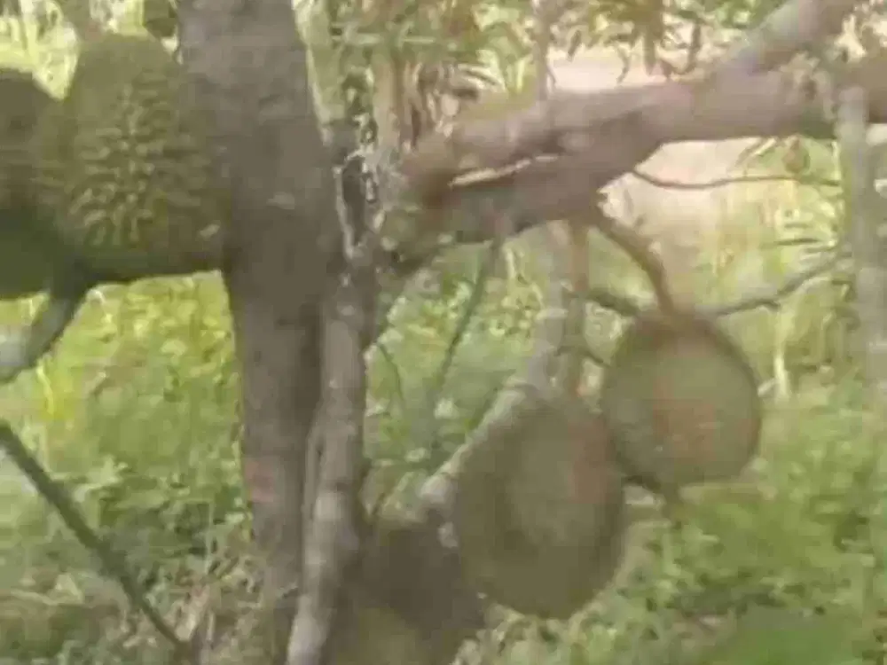 Dijual tanah kebun Durian (Musangking, Oche, dll) pinggir jalan, luas 13.100 m2, SHM