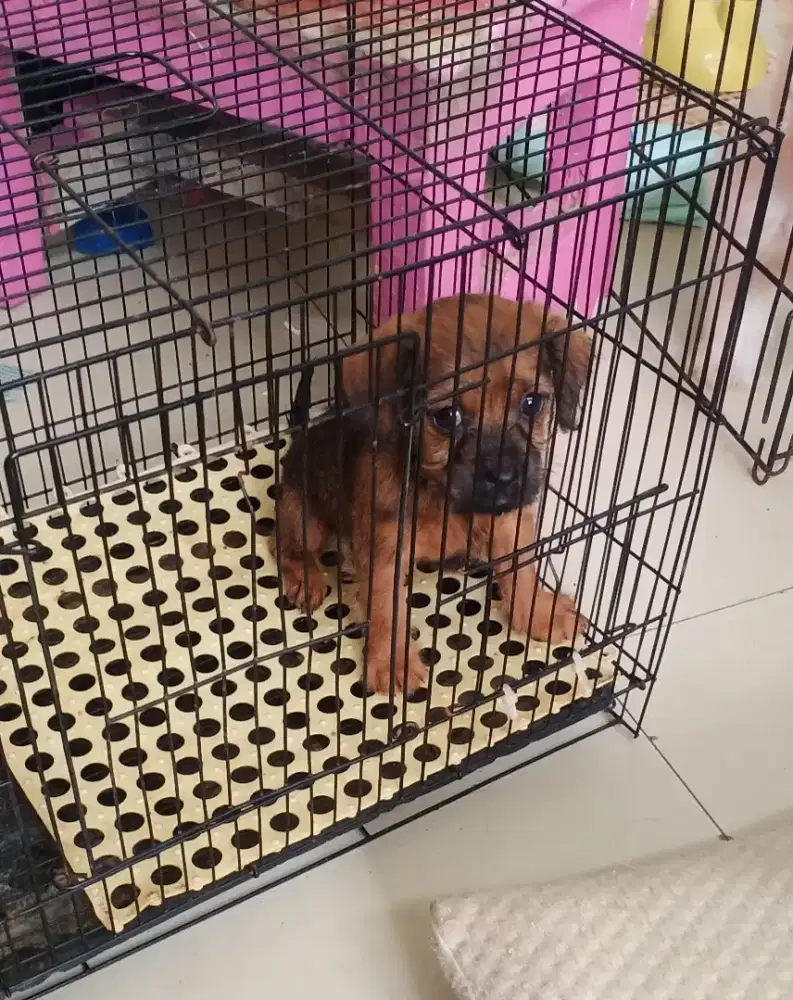 Anak anjing Lokal penjaga Rumah Nett