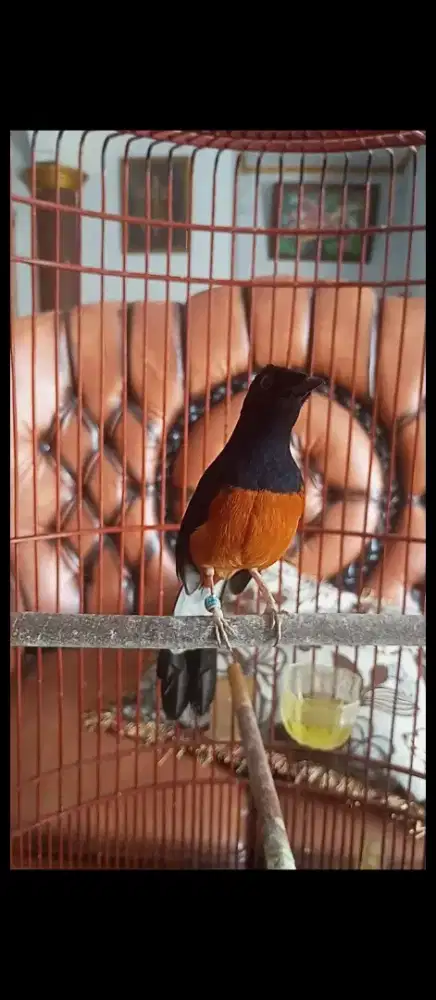 MURAI PRESTASI MATERI MEWAH