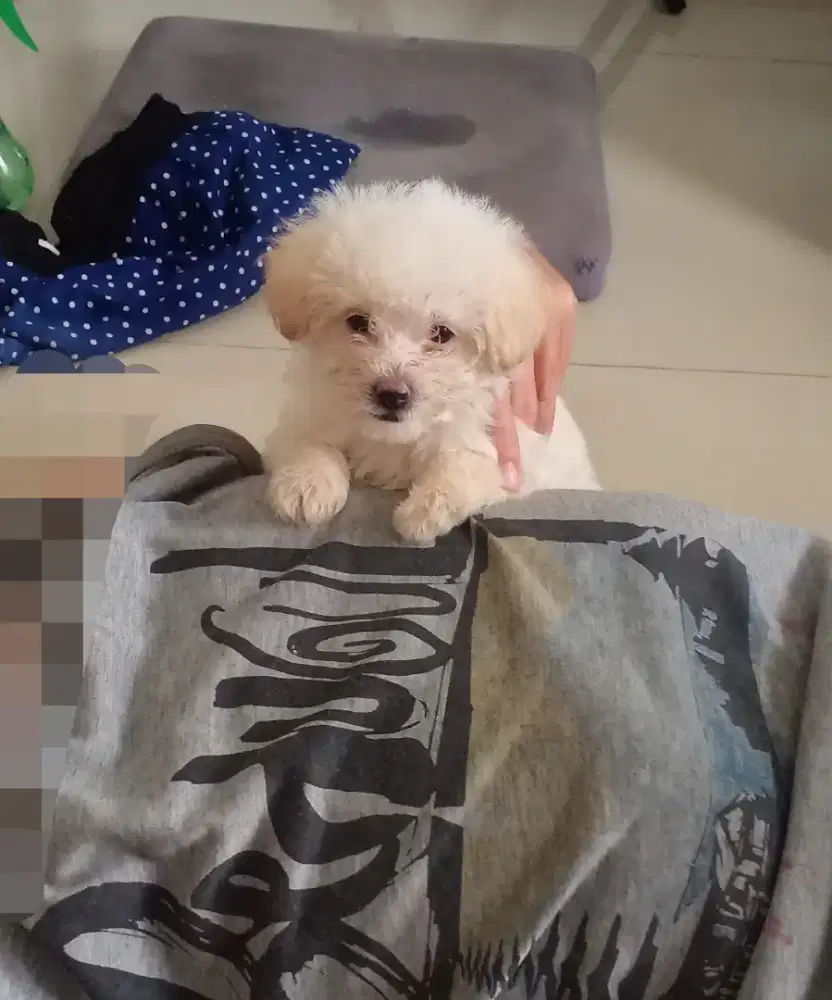 Anak anjing / Puppy SHIPO Nett