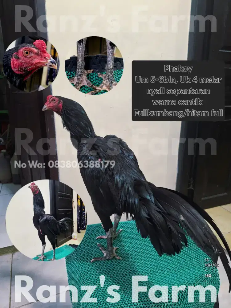 Ayam Bangkok Phakoy Full Hitam