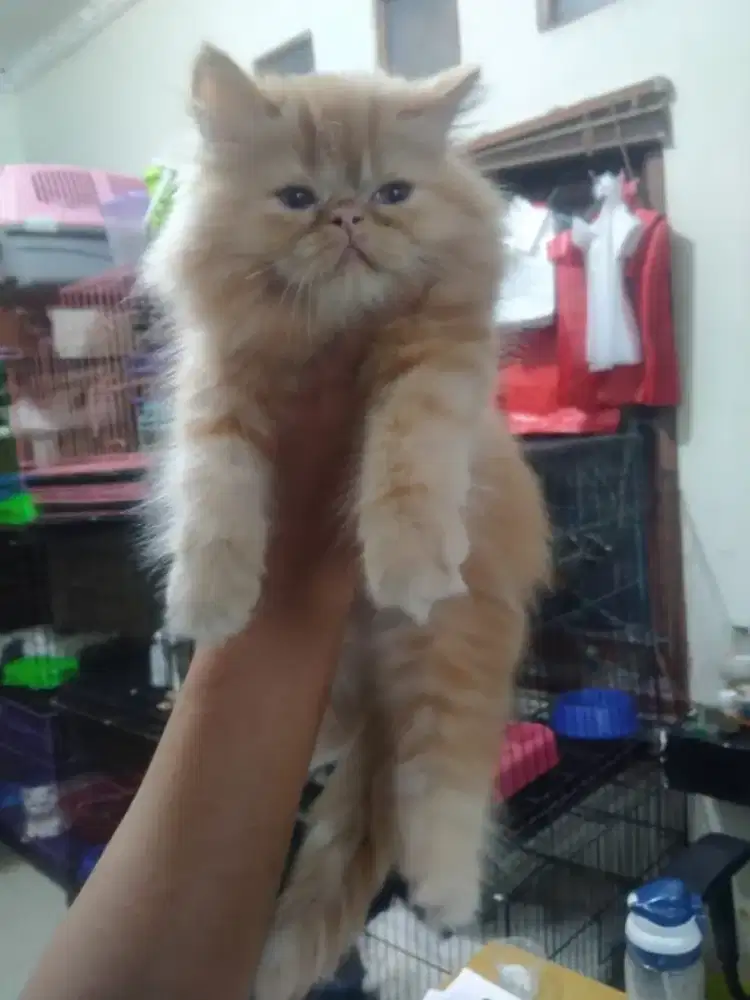 Kitten betina flatnose