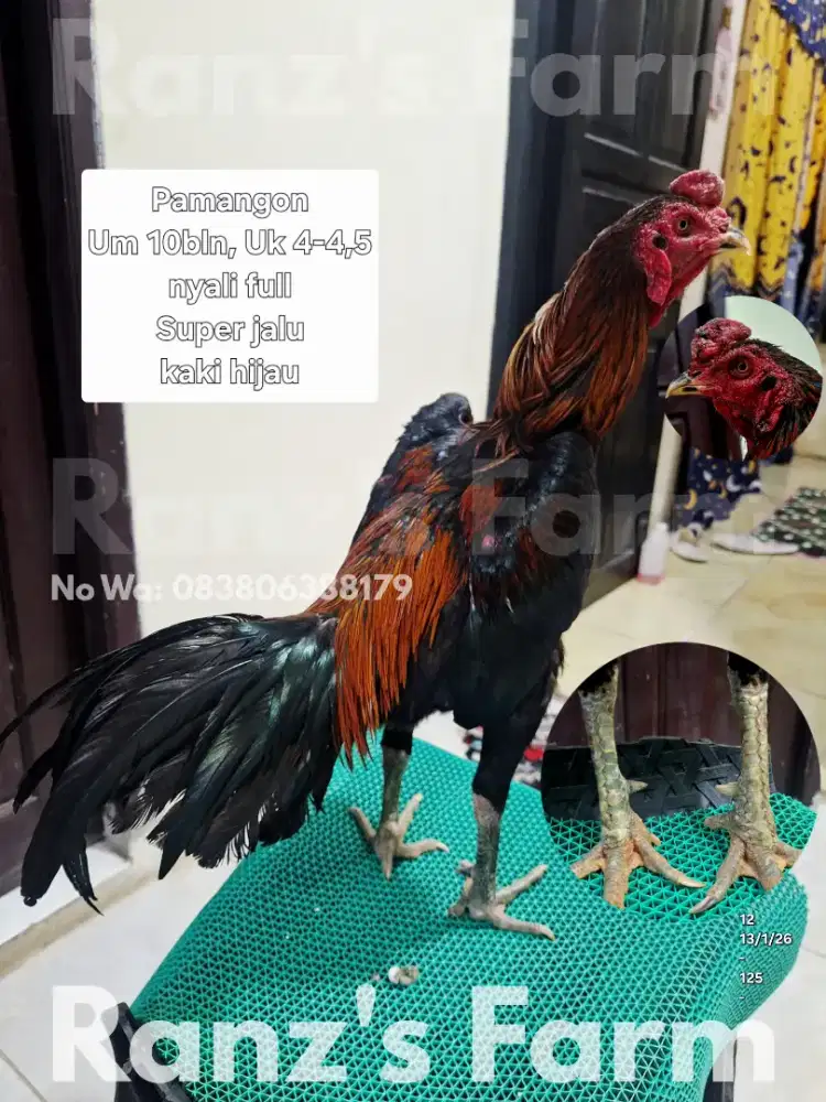 Ayam bangkok Pamangon