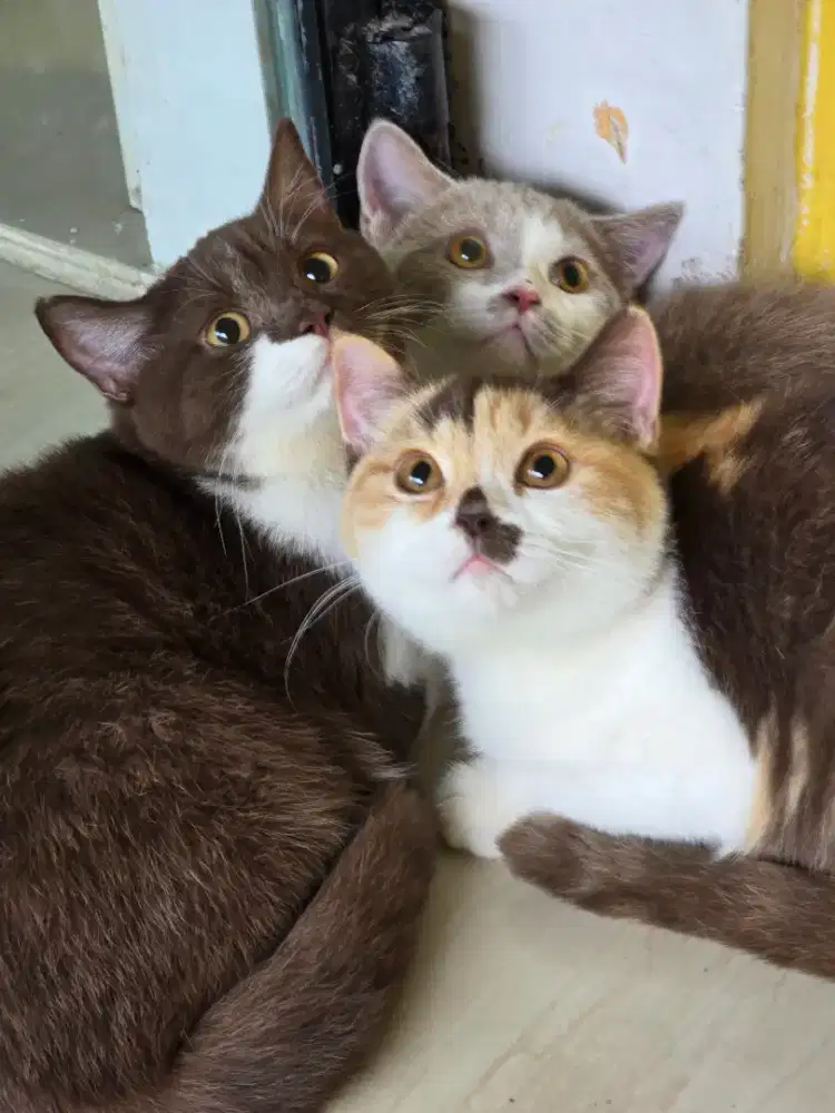 Kucing british shorthair bsh british shorthair