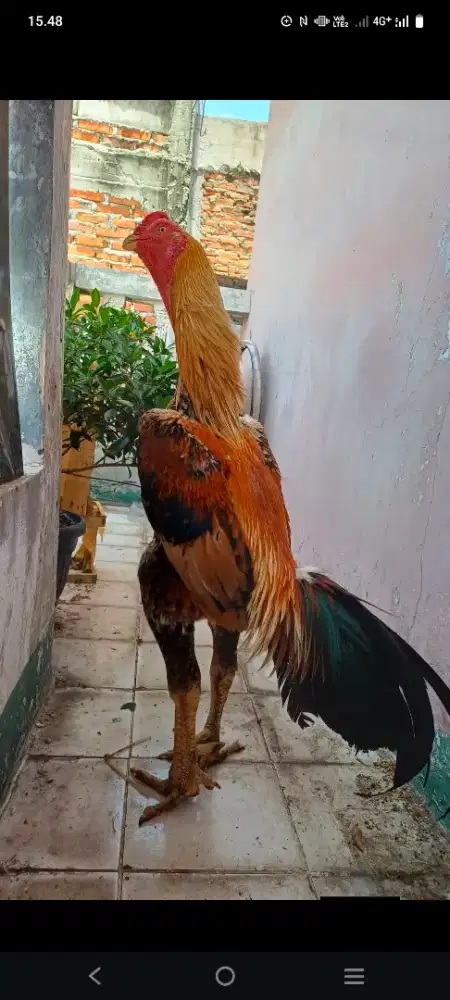 Ayam shamo Eropa
