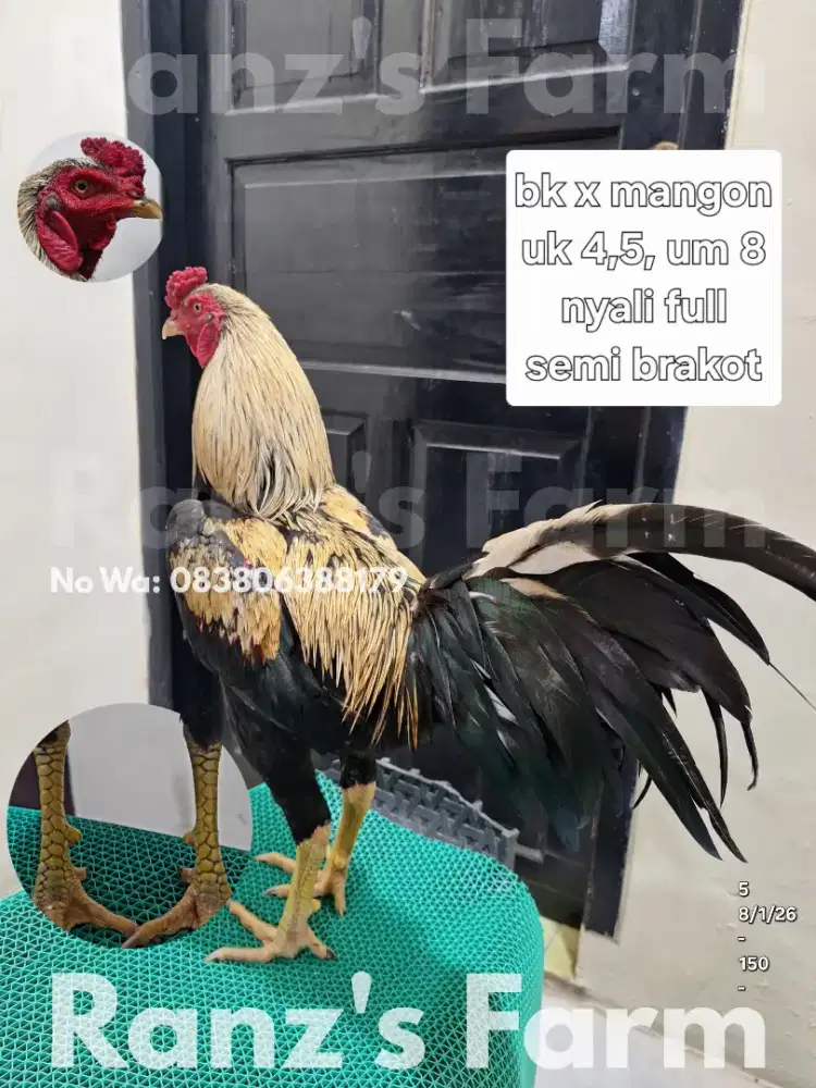 Ayam bangkok x mangon