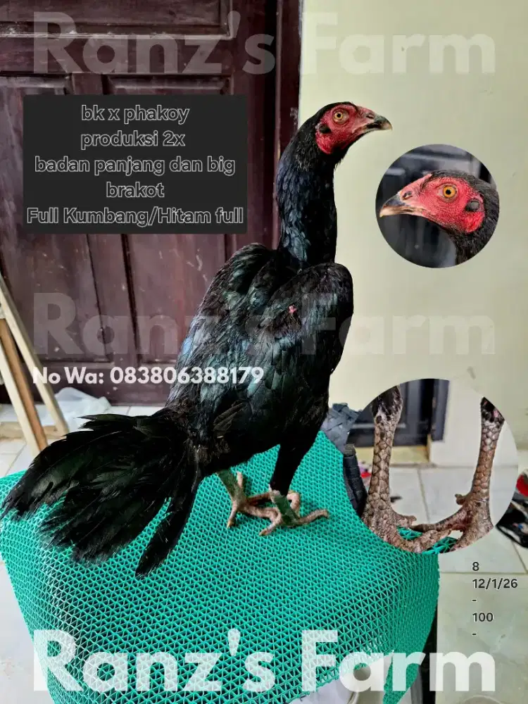 Ayam betina bangkok kumbang phakoy