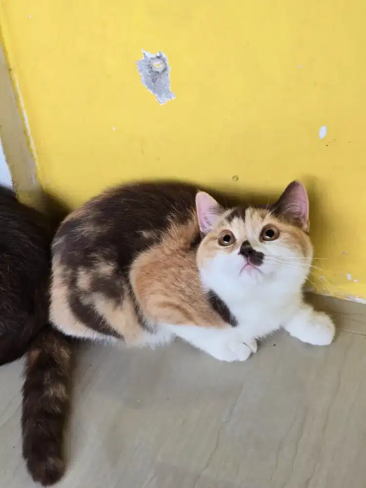 Kucing british shorthair bsh british shorthair