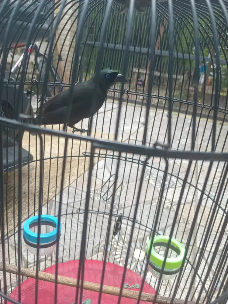 Murai papua / murai irian