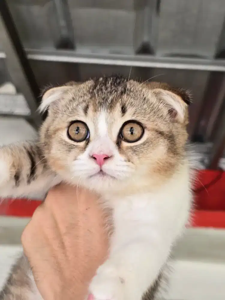 Kucing british shorthair bsh x scotish fold