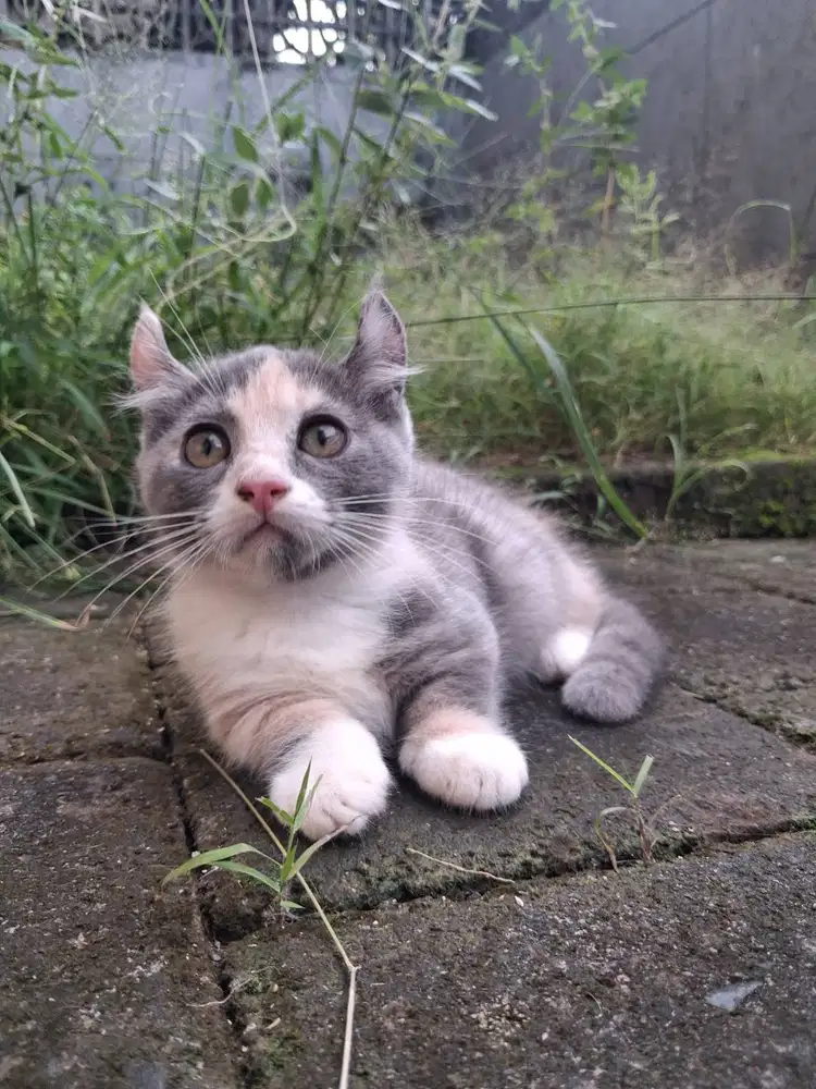 Kucing kaki pendek 2 bulan bali munchkin american curl