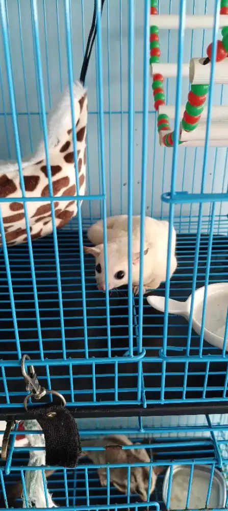 Sugal glider leu putih betina usia perkiraan 6-7 bulan