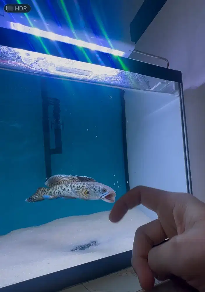 Ikan channa auranti maculata