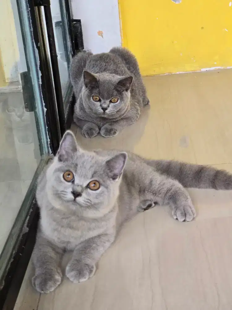 Kucing british shorthair bsh british shorthair