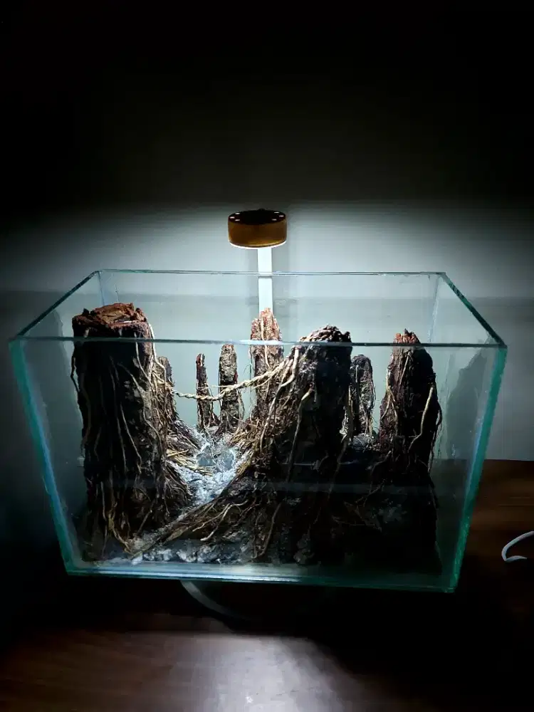 Hard scape Aquascape