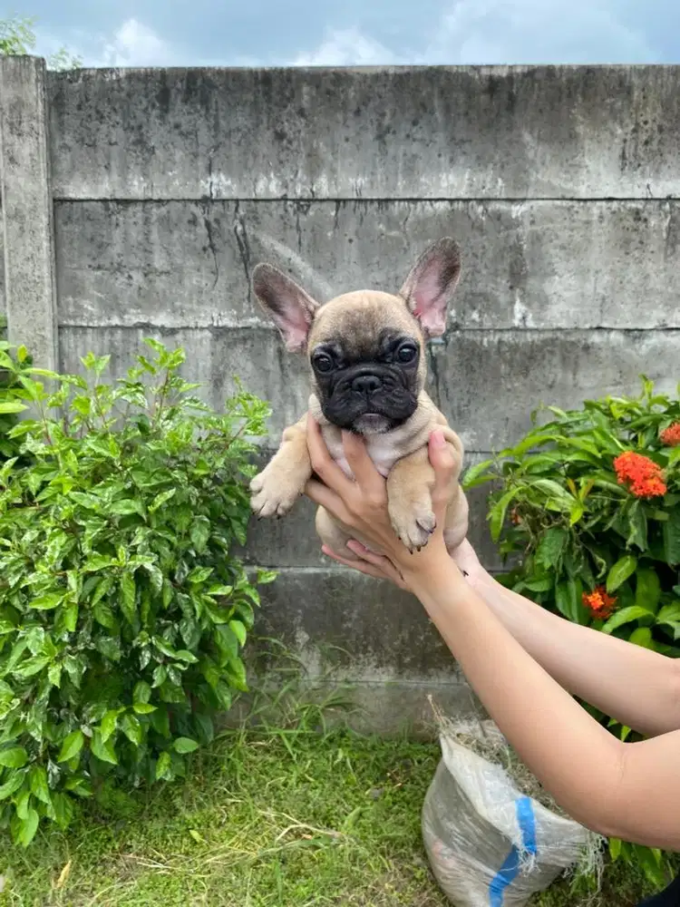 French bulldog betina turunan import