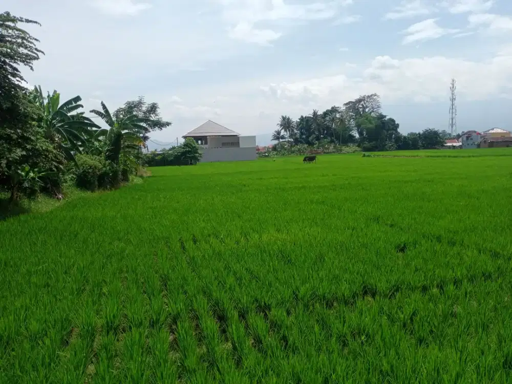 Dijual Tanah Sawah di jl Al Fathu, Soreang, Kab.Bandung