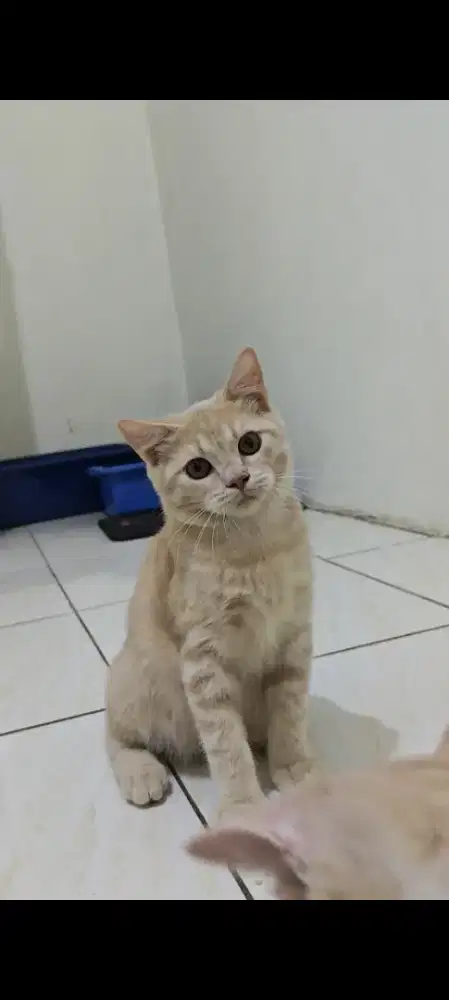 Kucing British Shorthair Red Tabby