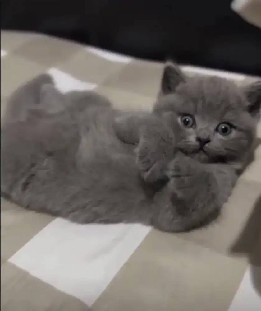 Kucing kitten British shorthair male