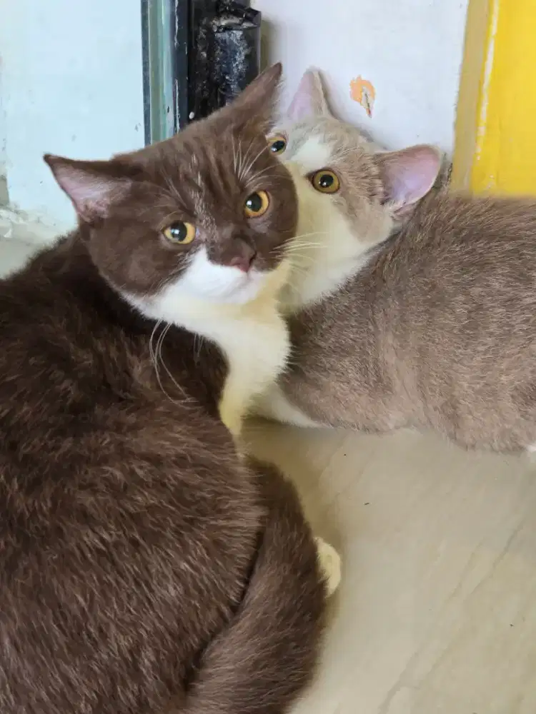 Kucing british shorthair bsh british shorthair