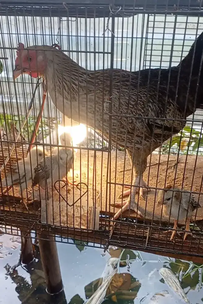 Ayam kampung biang + pitik nya 4 ekor