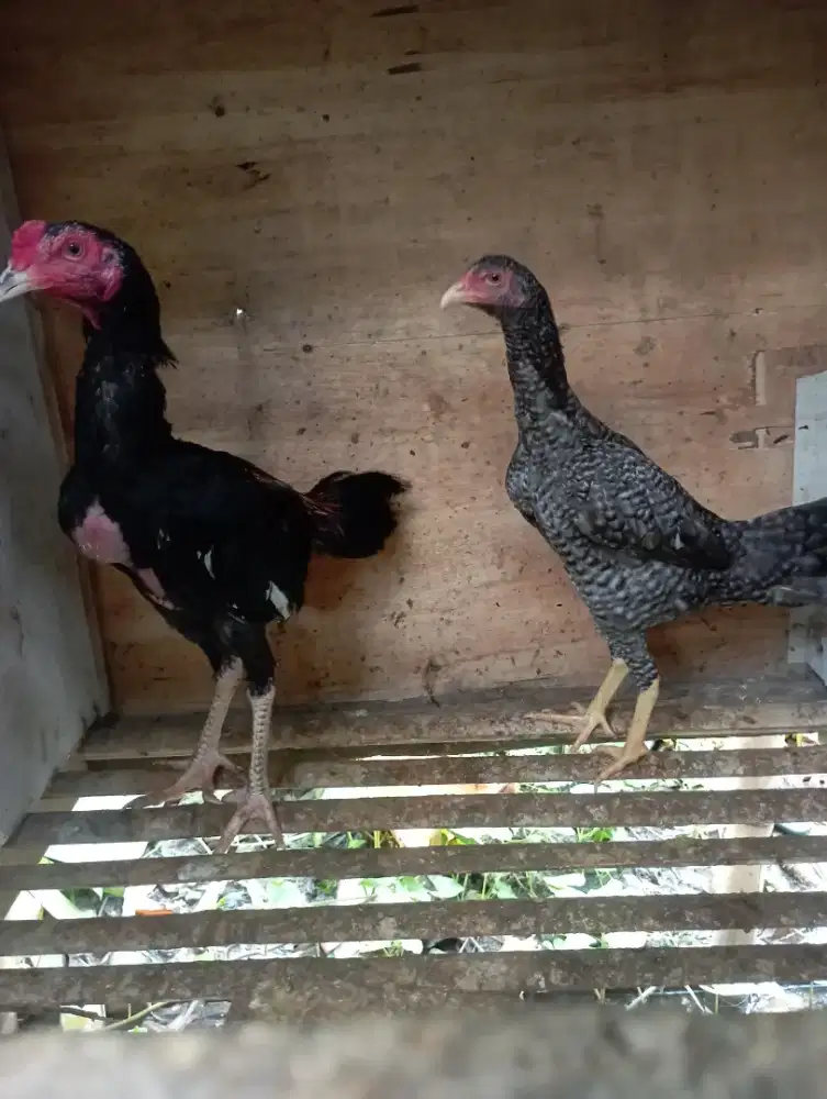 Ayam Bangkok sepasang muda