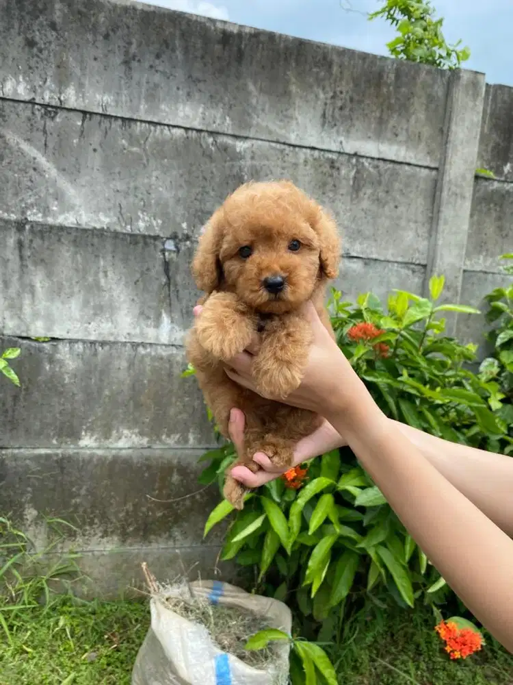 Toy poodle jantan lengkap stambum