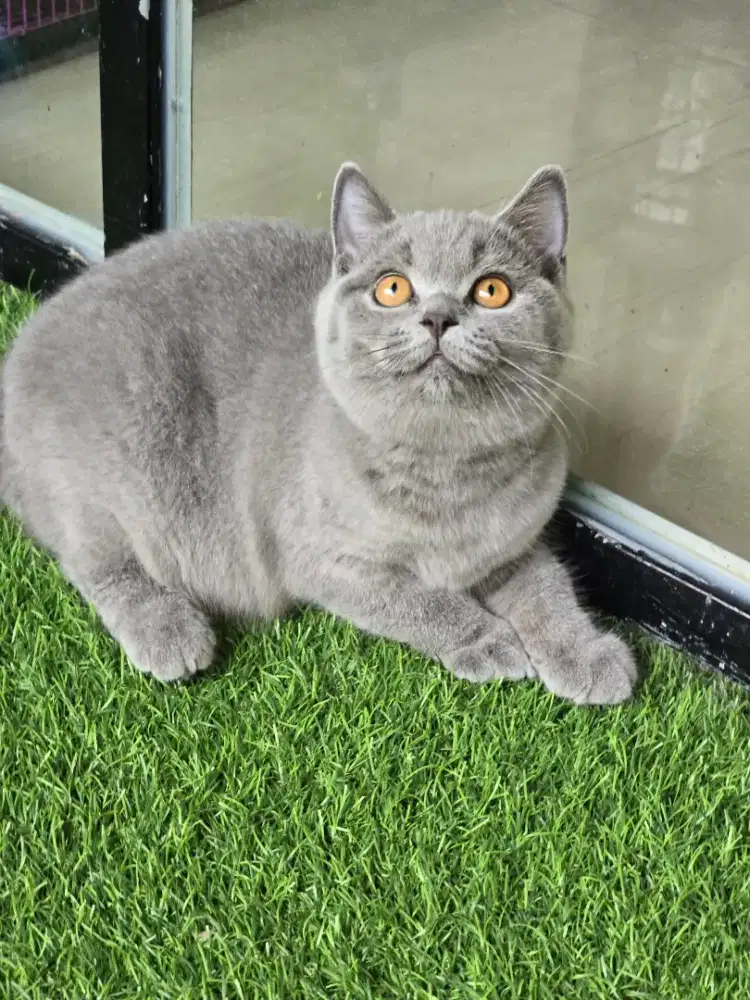Kucing british shorthair bsh british shorthair