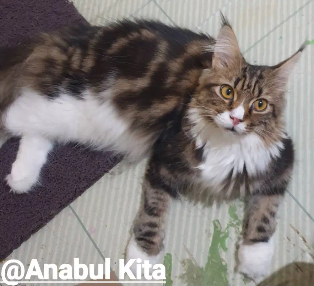 Kucing jantan mainecoon longhair.