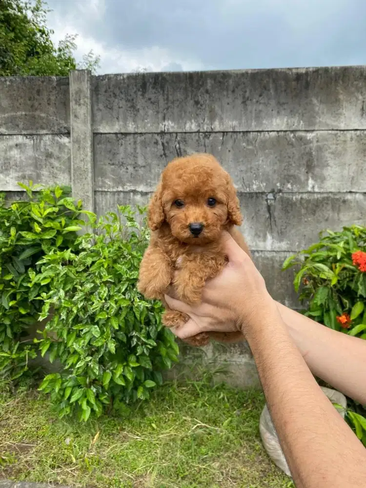Toy poodle betina lengkap stambum