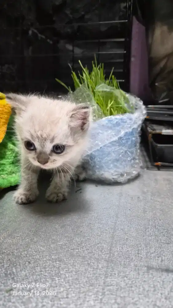 Jual Kucing BSH Scottish